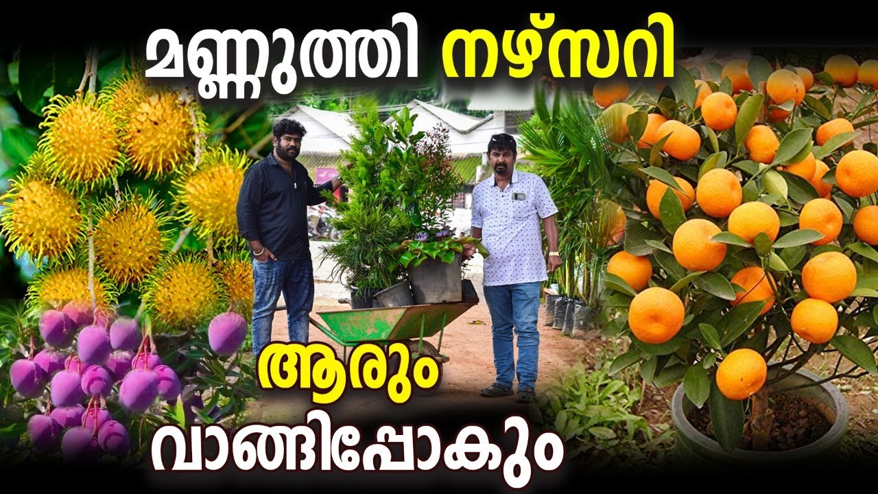 വെറൈറ്റി ചെടികളുള്ള മണ്ണുത്തി നഴ്സറി / ഗുണ നിലവാരം👌 / ഹോൾസെയിൽ വിലയിൽ ലഭിക്കും / Mannuthy / Thrissur
