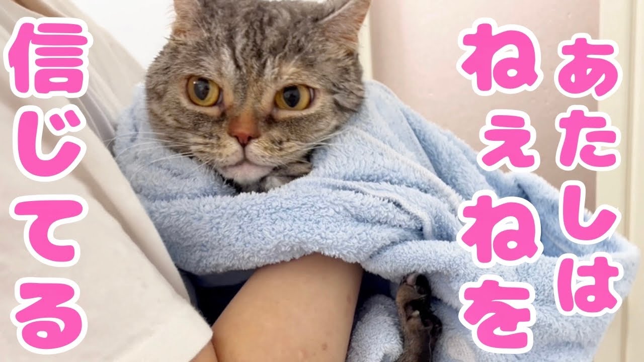 みんなが恐れるママ猫を1年ぶりにお風呂に入れたら...！【猫の鳴き声】