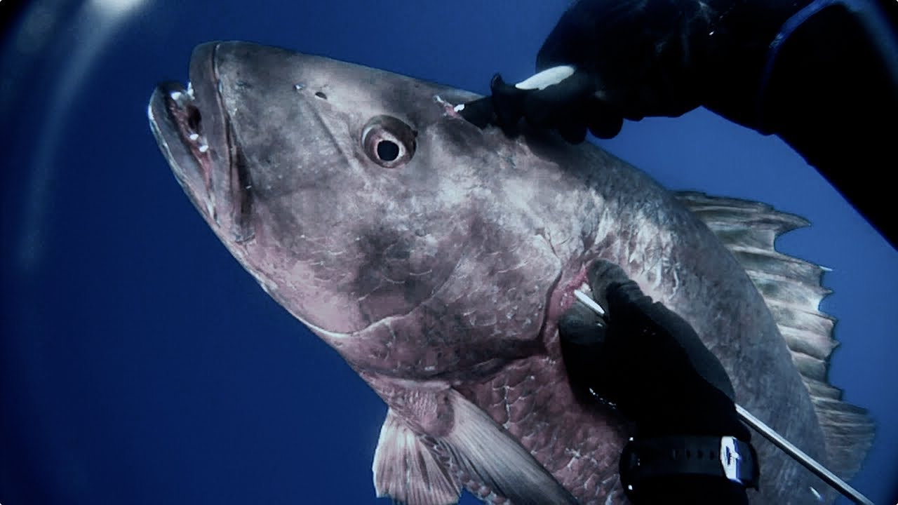 Spearfishing - 21kg (47lb) Cubera Snapper