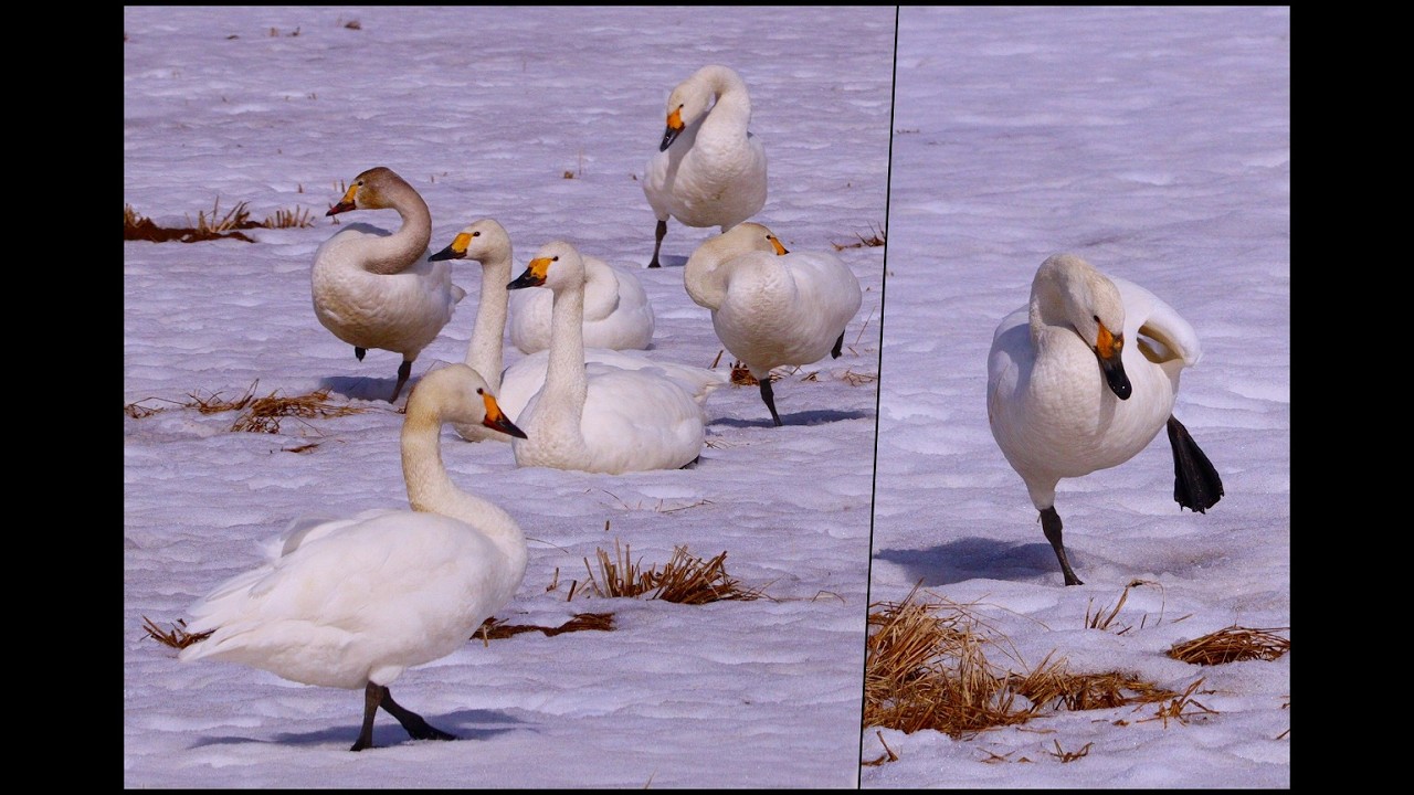 西山.三和🦢白鳥に癒されて
