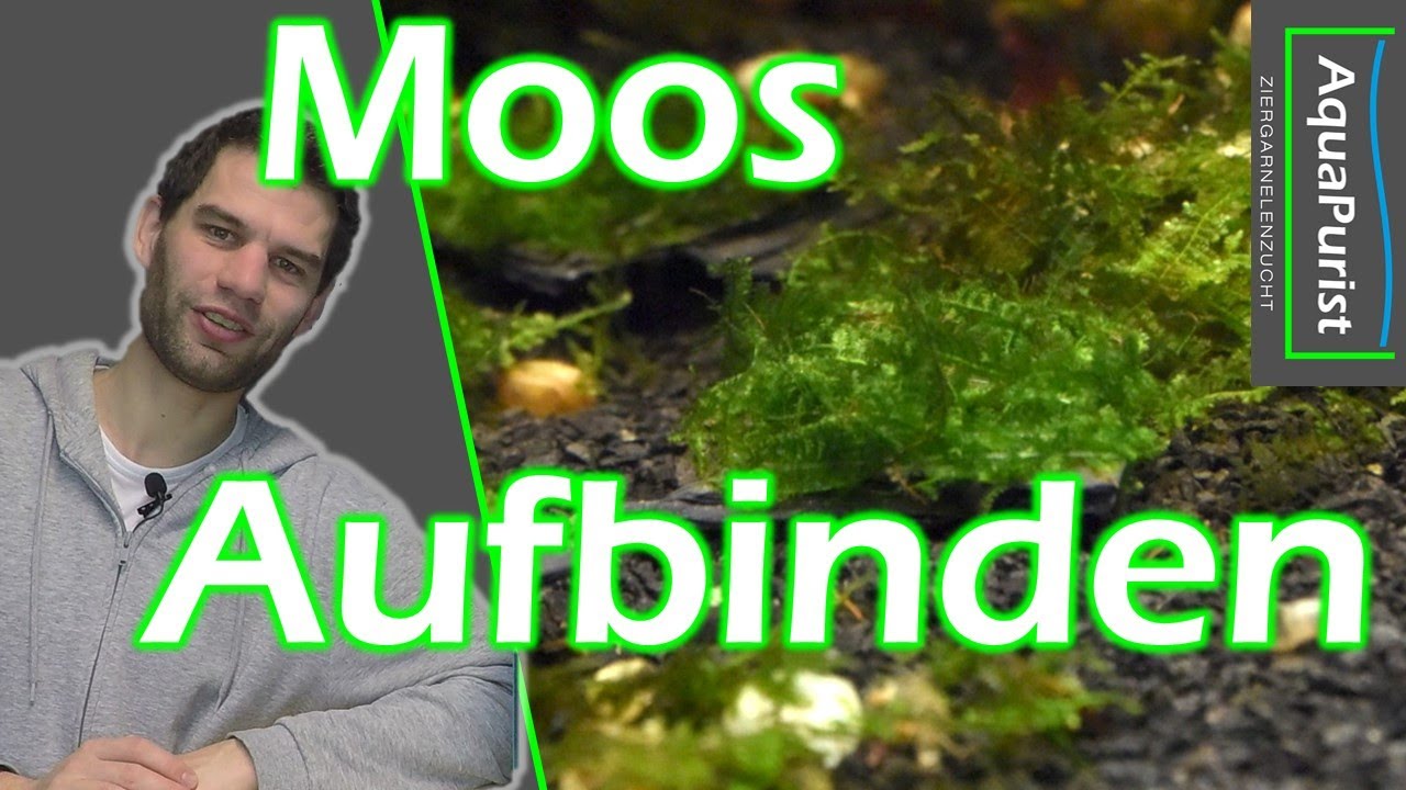 Moos aufbinden: Einfach und intuitiv!