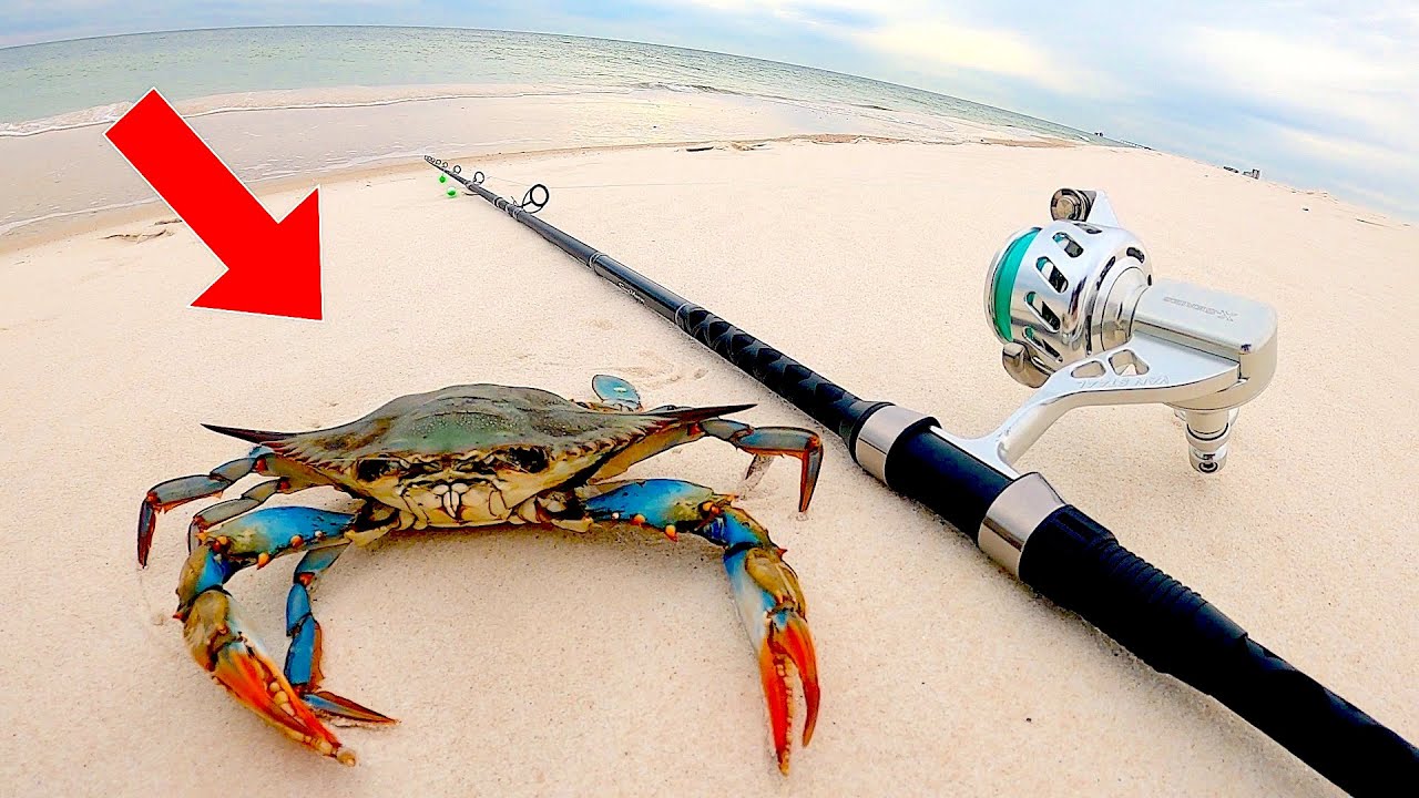 SURF Fishing with BLUE CRABS! for BEACH GIANTS