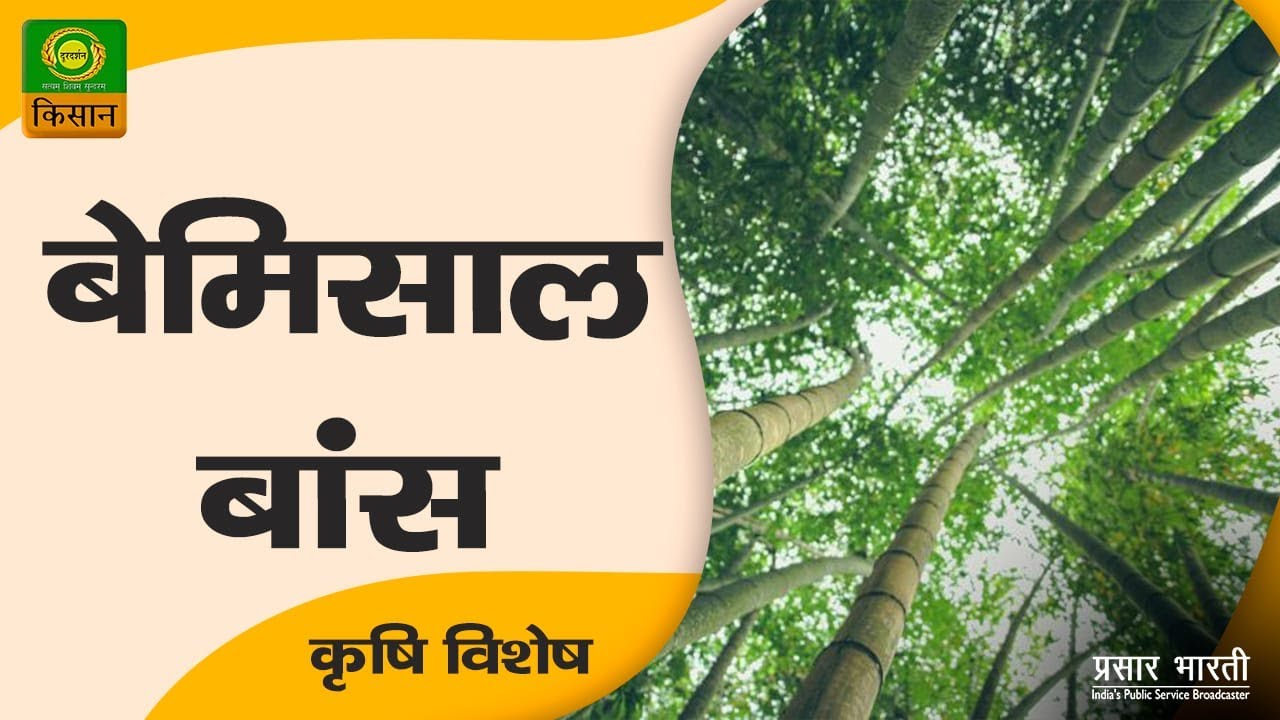कृषि विशेष : बेमिसाल बांस    | Krishi Vishesh |