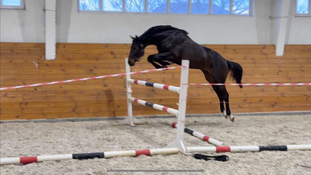 2 y.o. stallion Ducat Platinum SV by Diarado - Kanndarco- Cornet Obolensky *2023 y.b. Oldenburg