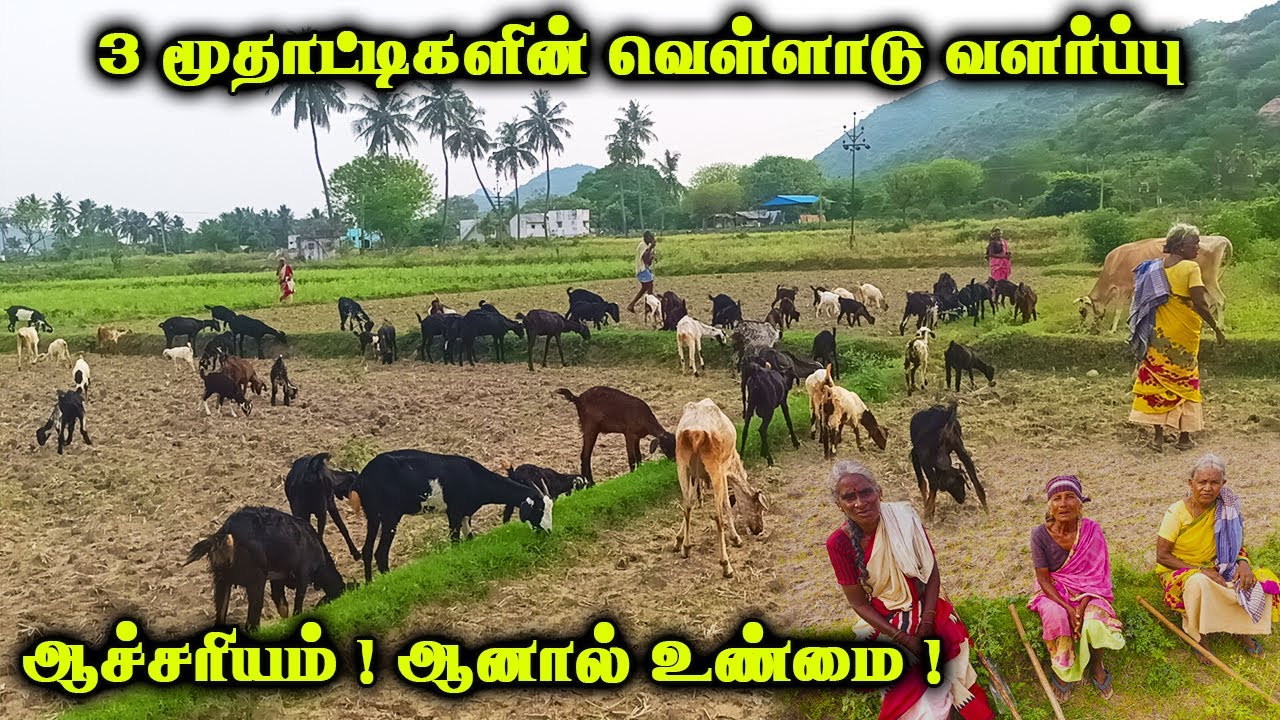மூன்று மூதாட்டிகளின் முதிர்ச்சியான வெள்ளாடு வளர்ப்பு |தள்ளாடும் வயதிலும் வெள்ளாட்டில் வெற்றி|Velladu