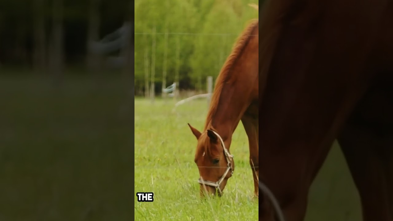 Horse Care for Beginners: Everything You Need to Know