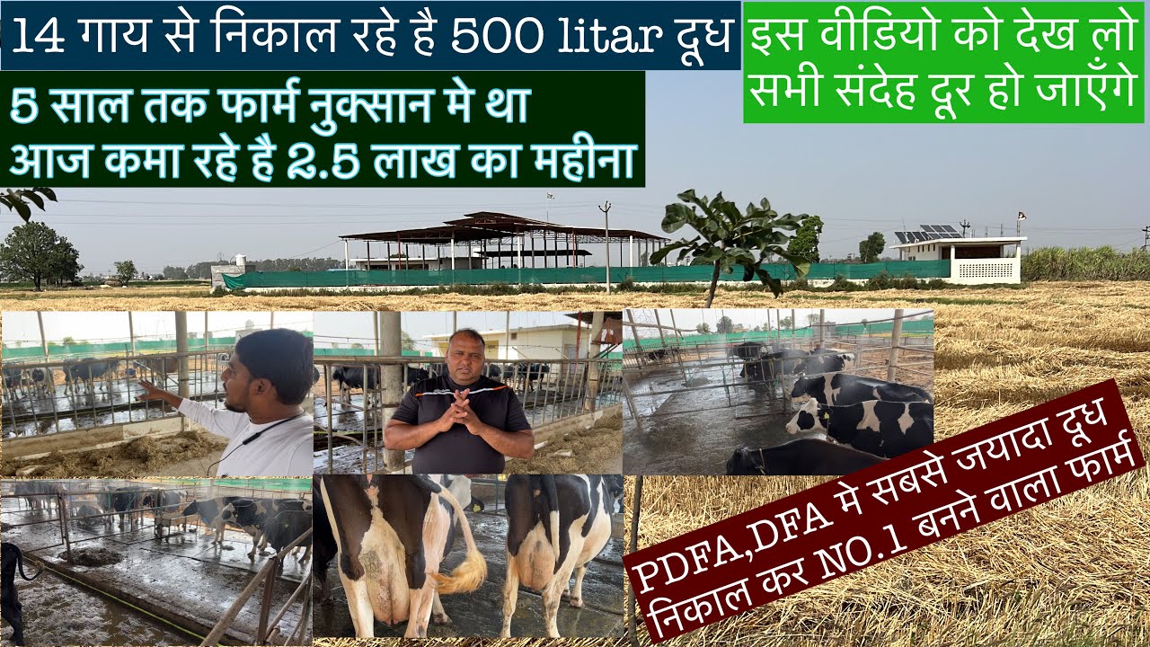 5 साल तक फार्म नुक्सान मे था आज कमा रहे है 2.5 लाख का महीना.पैसा कमाने की मशीन है इनकी गाय #cowfarm