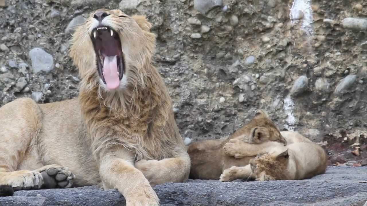 Lion stories: The big brother - Zoo Zürich