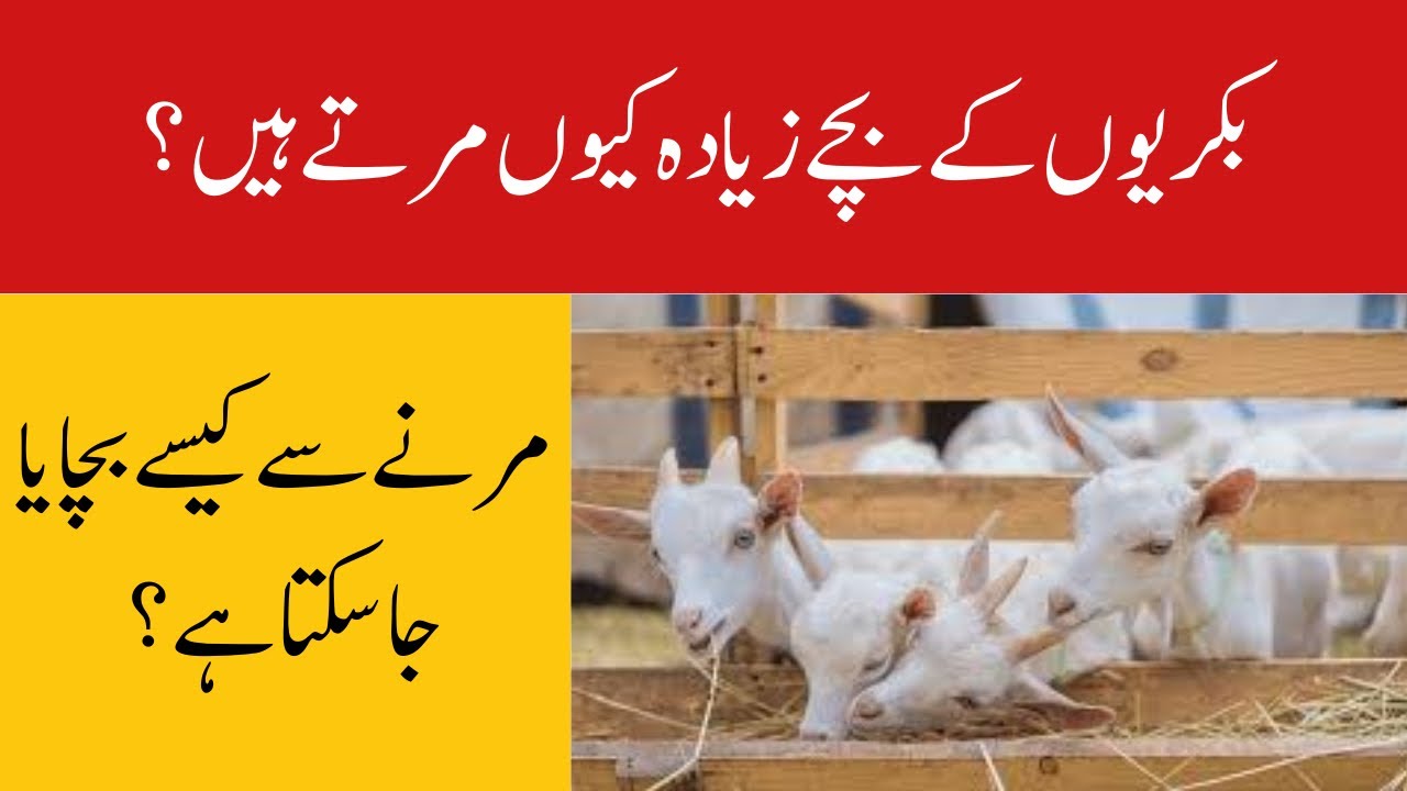 How To control death rate in Goat kids ||