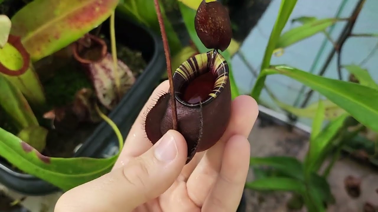 Atualização Nepenthes estufa 