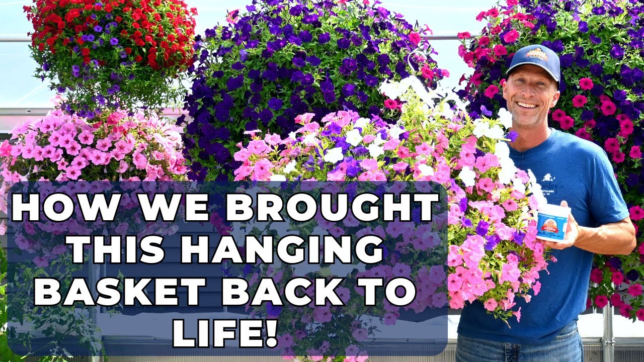 How We Brought This Hanging Basket BACK to Life - Hanging Basket Recue!