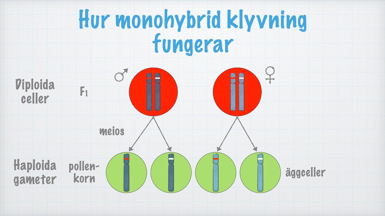 Klassisk genetik. Monohybrid klyvning