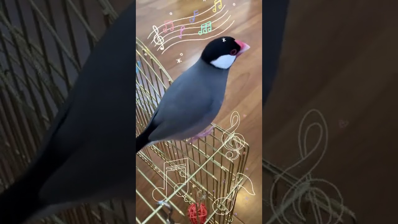僕、歌います❣️🐧 