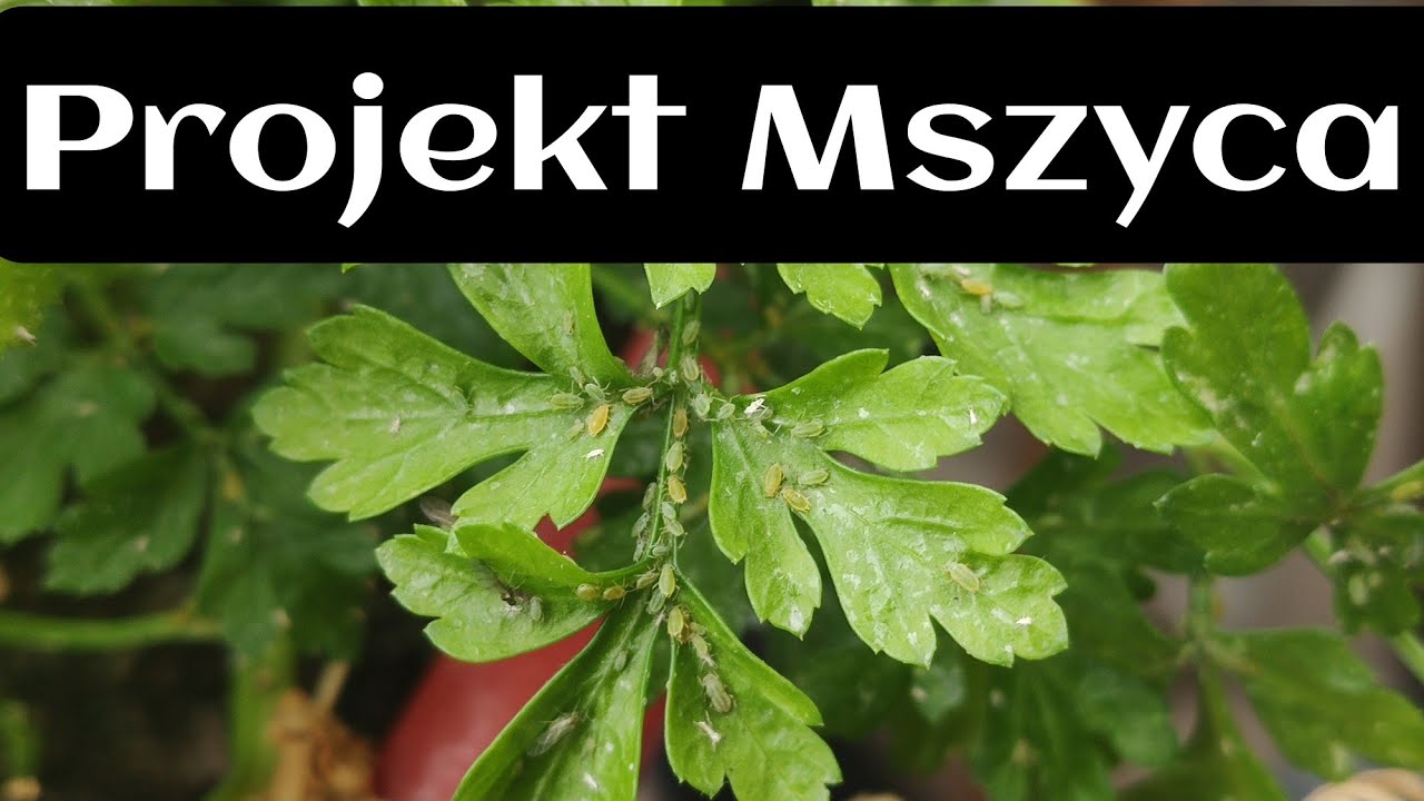 Lasius niger 🐜 Nowy projekt 