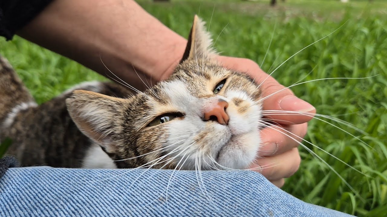 A Place Like Paradise for Cat Lovers