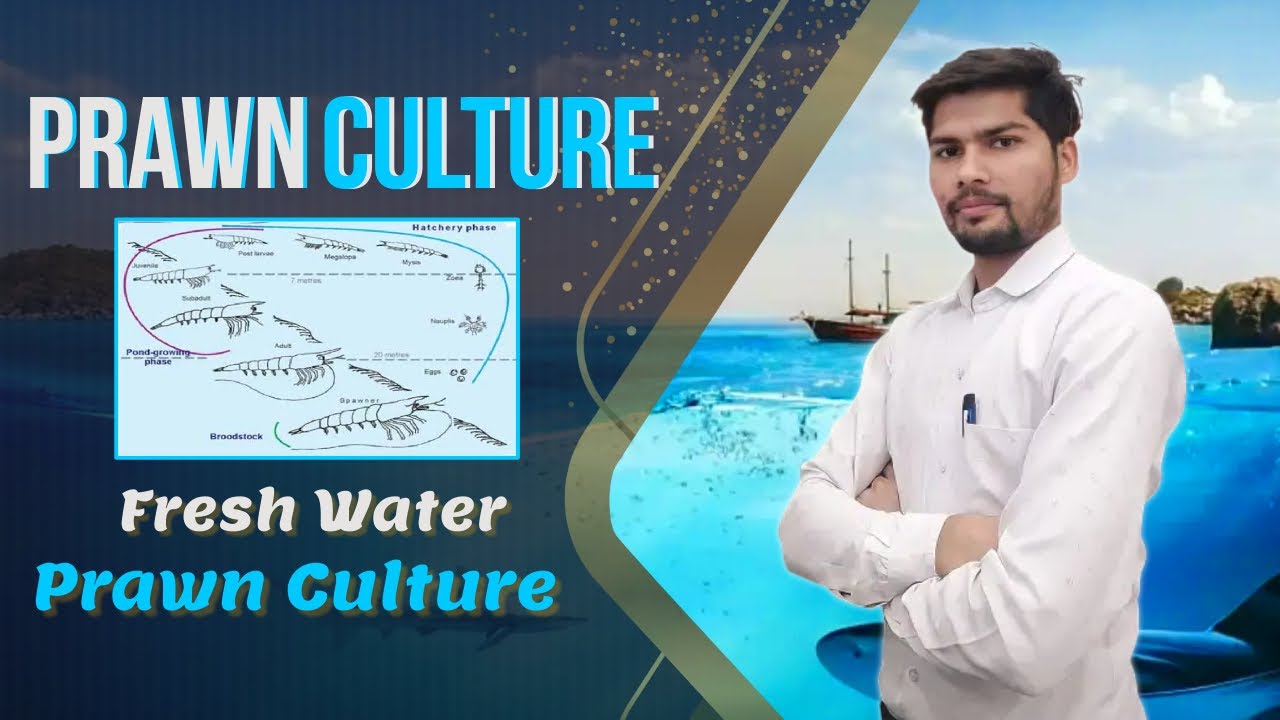 Prawn culture || Fresh Water Prawn Culture |Culture Machrobranchium rosanbergii | #seniorsscience