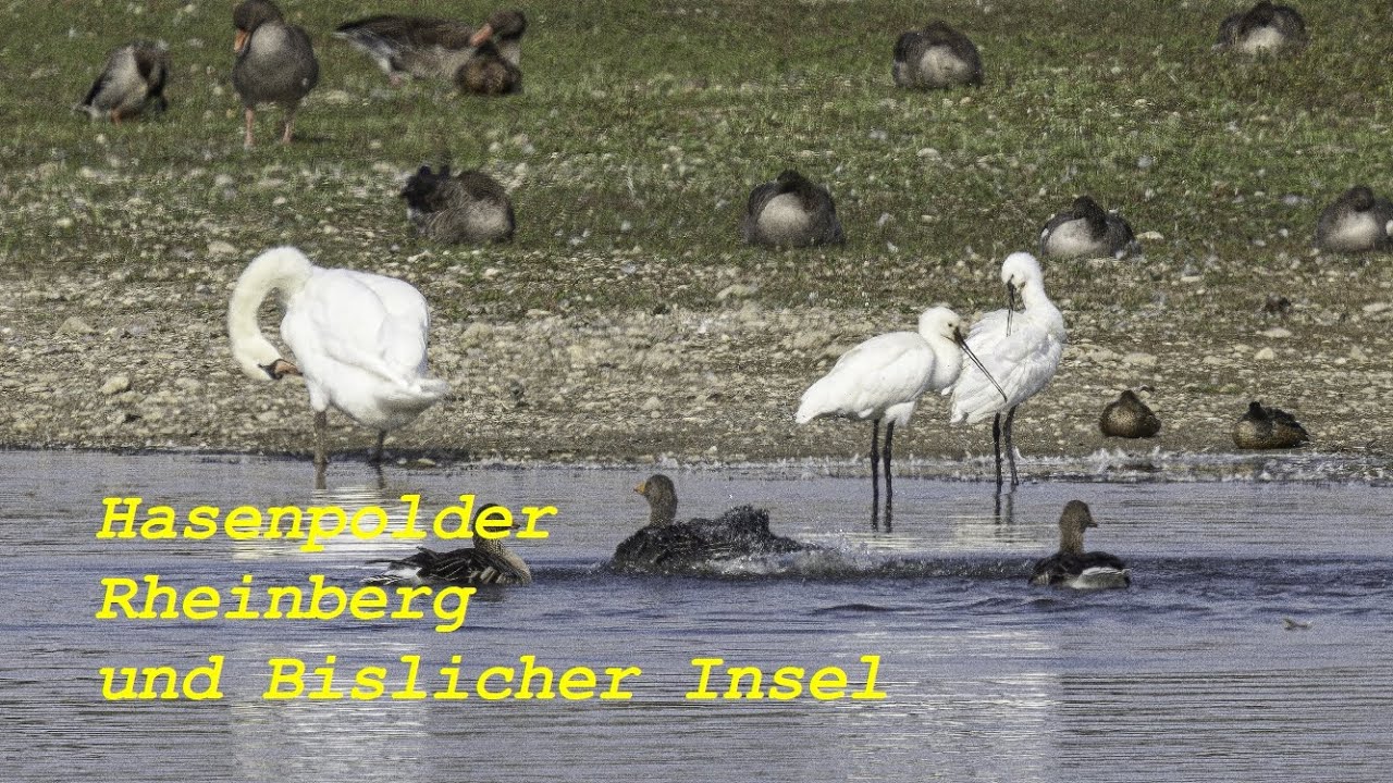 Tour mit den Ornis nach Rheinberg Final