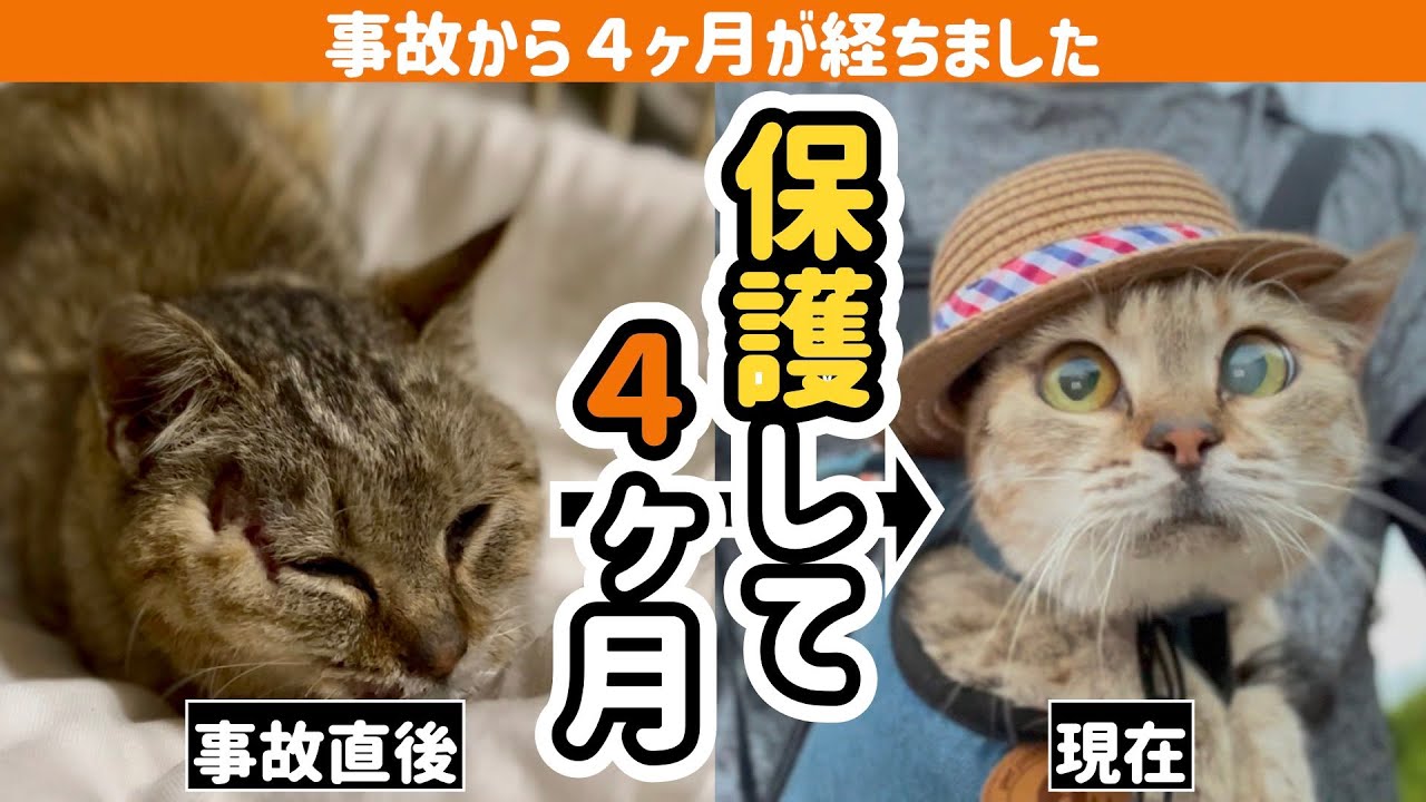 【保護猫】目の前で事故に遭った猫を保護して４ヶ月経ちました