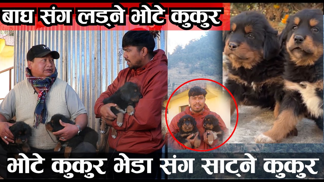 हिमाली भेगमा पाईने भोटे कुकुर बेचेरा महिनामा लाखौ कमाउने दाई । हेर्नुस यस्तो हुन्छ भोटे ।