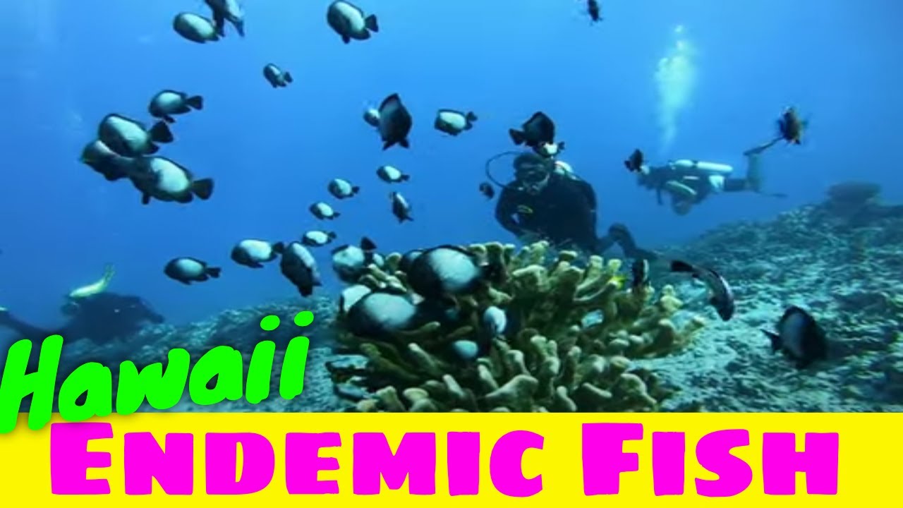 Scuba Diving Hawaii - Endemic Fish  | Kona Honu Divers