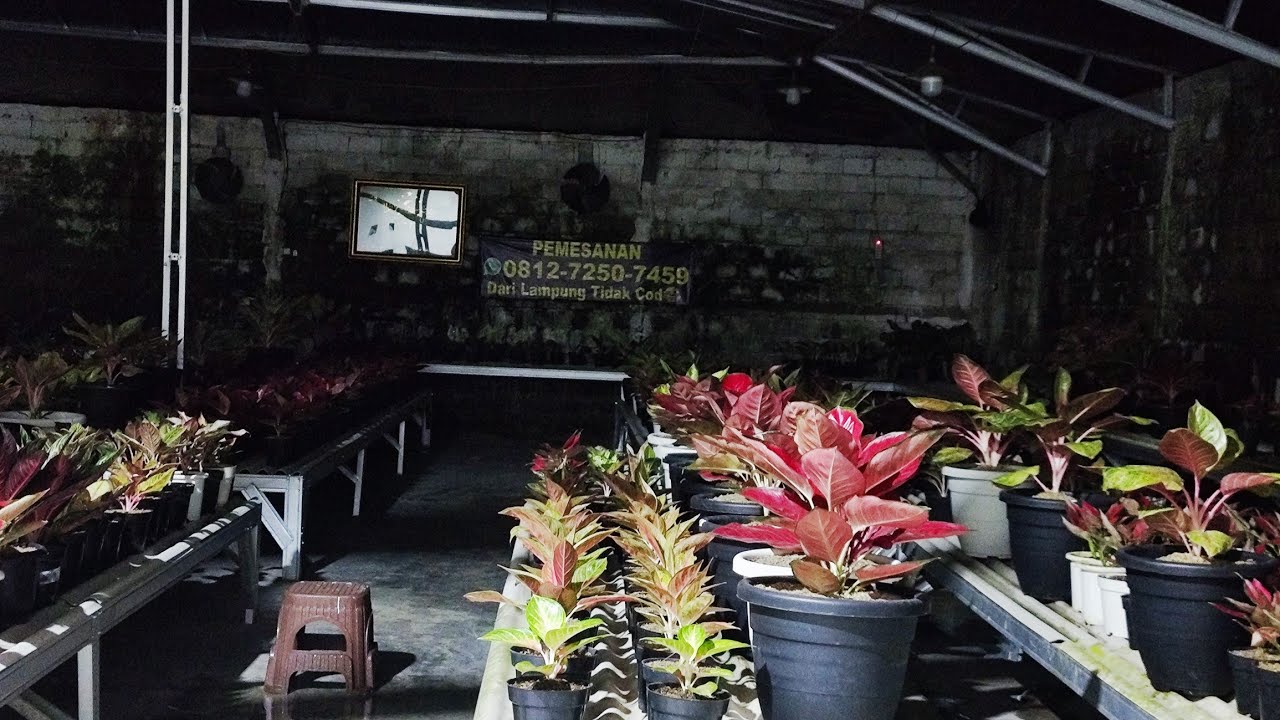 Tanaman Hias aglonema