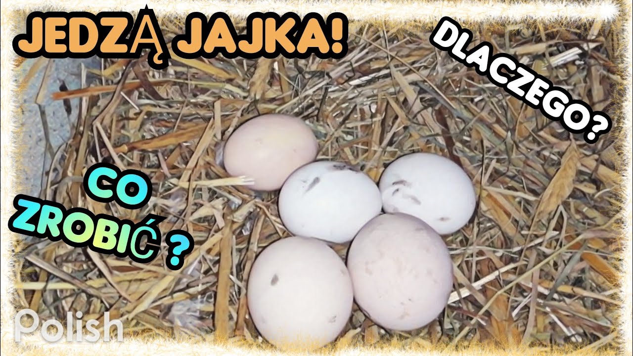 Kury dziobią JAJKA 🥚! Dlaczego, co zrobić?