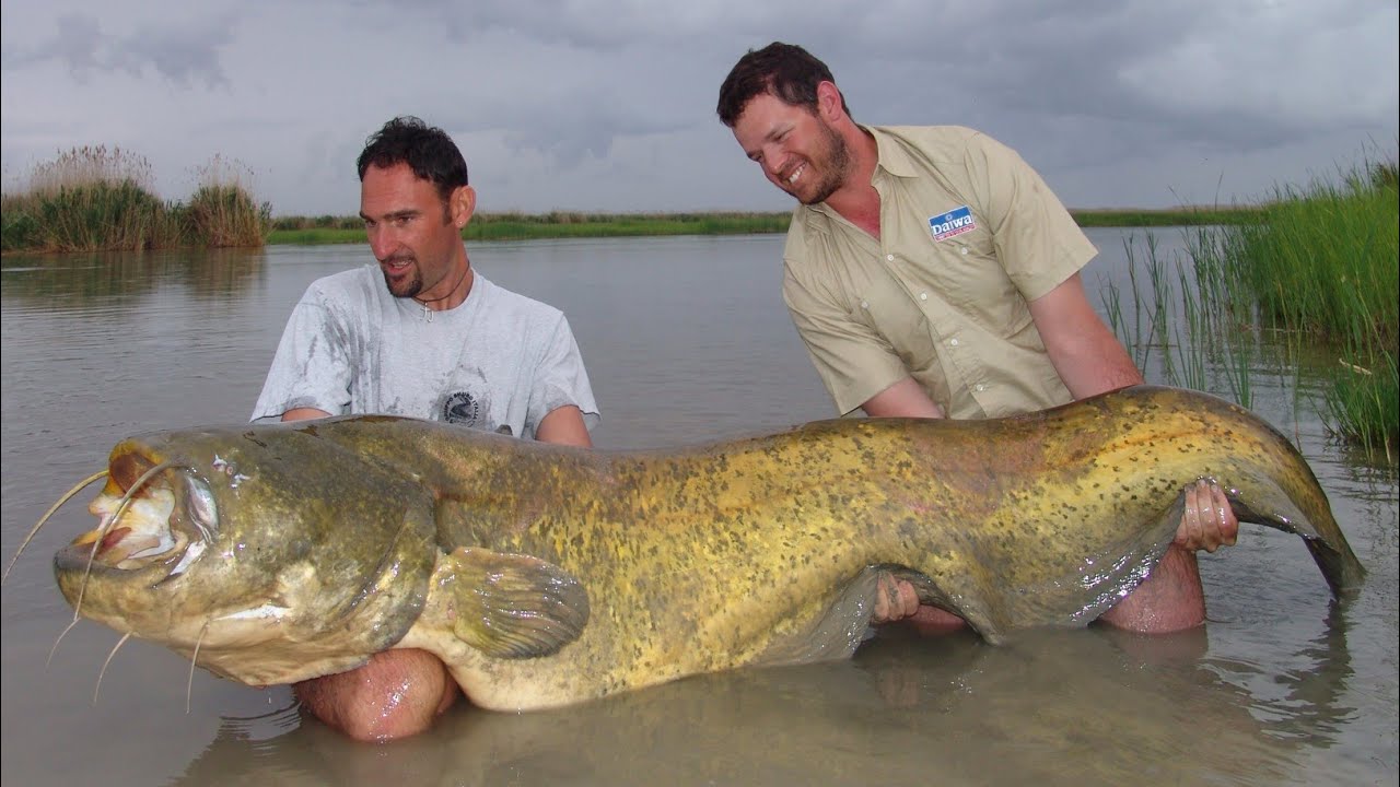 PESCE SILURO GIGANTE 100 KG in KAZAKISTAN a CLONK - HD by CATFISHING WORLD