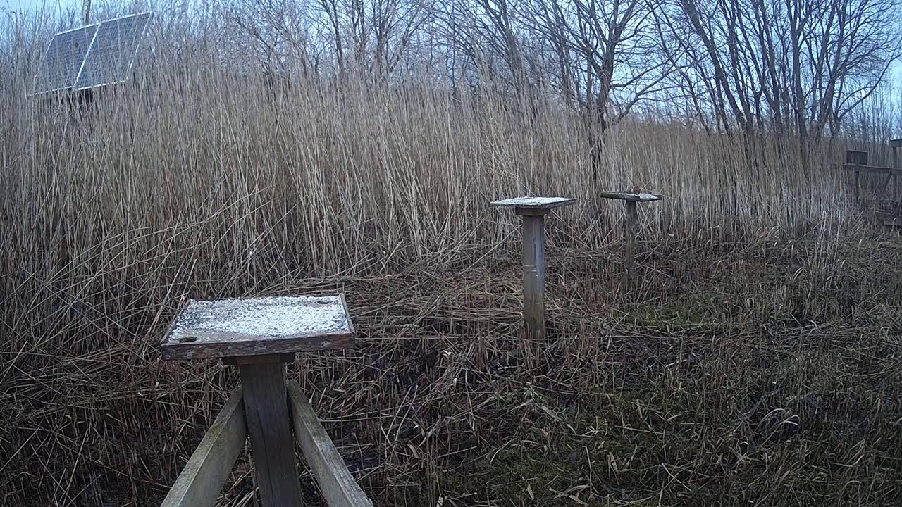 RSPB Leighton Moss Grit Trays Live Stream