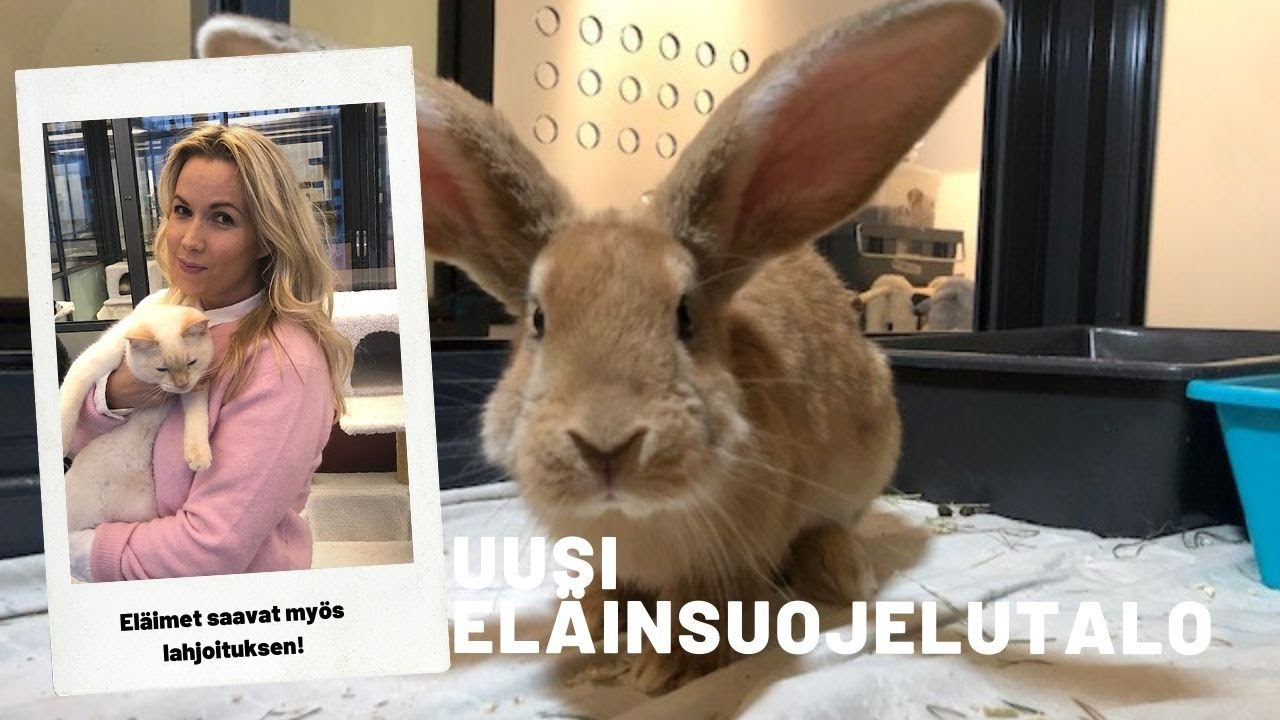 Näillä suloisilla lemmikeillä ei ole kotia!