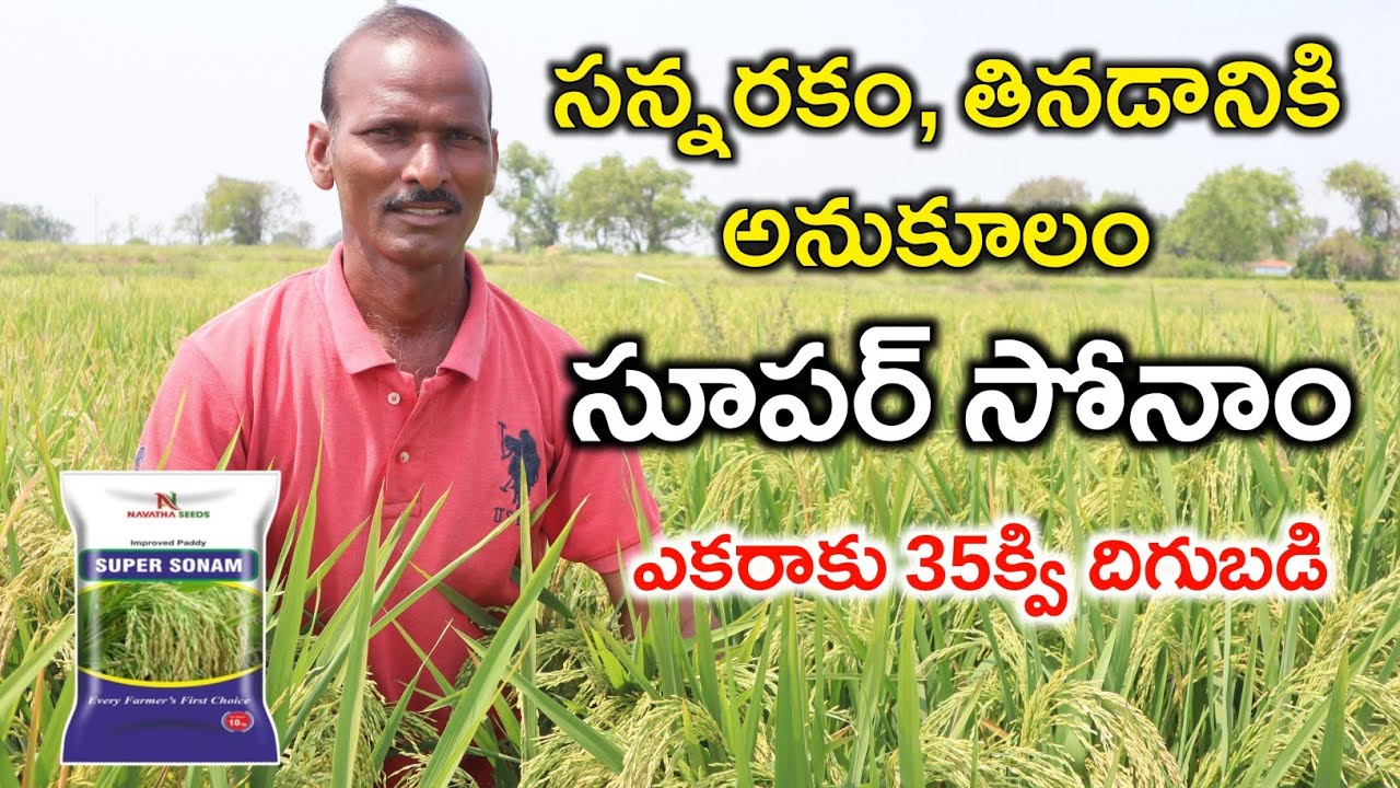 High Yield Super Sonam Paddy Farming | సూపర్ సోనాం సన్న రకం వరి ఎకరాకు 35క్వి | Shiva Agri Clinic
