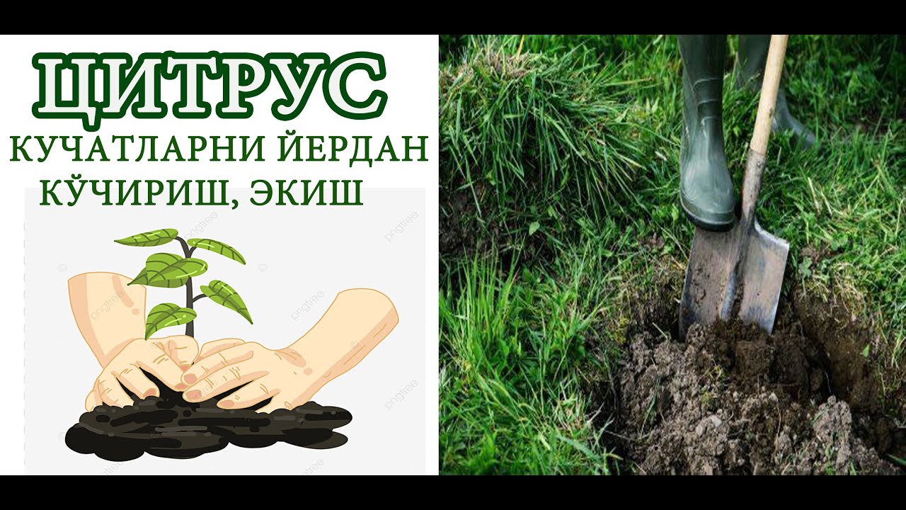 Цитрус кўчатларини йердан кўчириш ва тувакка экиш.Пересадка цитрусовых цаженцев из земли в горшки