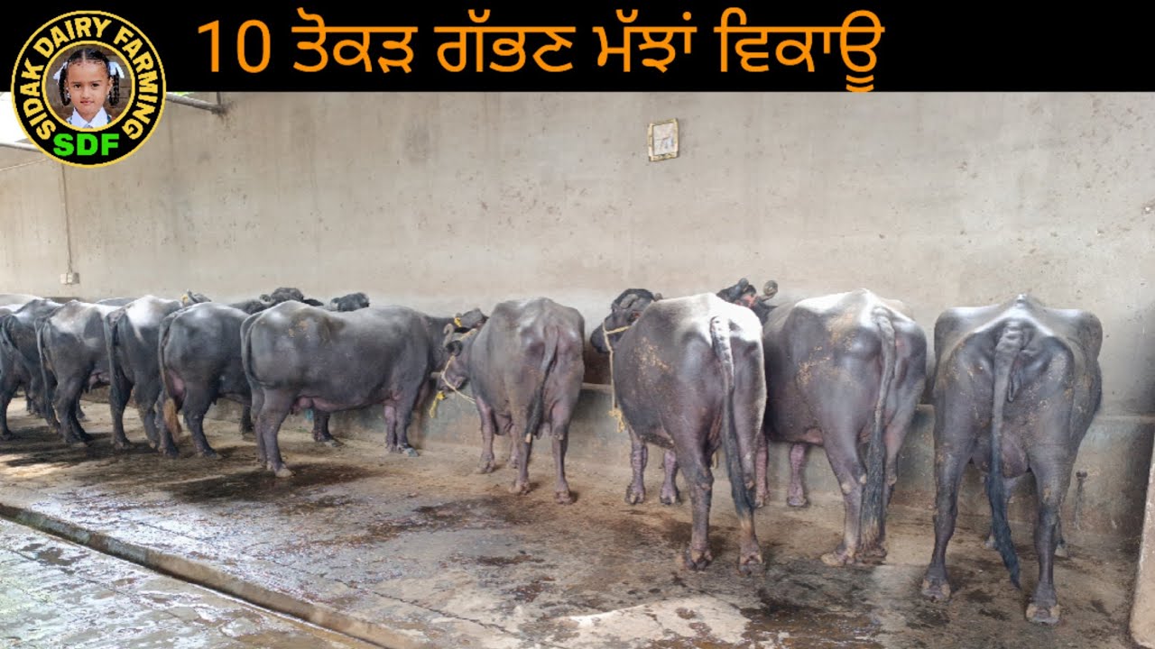 10 Buffaloes For Sale, 10 ਮੱਝਾਂ ਤੋਕੜ ਗੱਭਣ ਵਿਕਾਊ