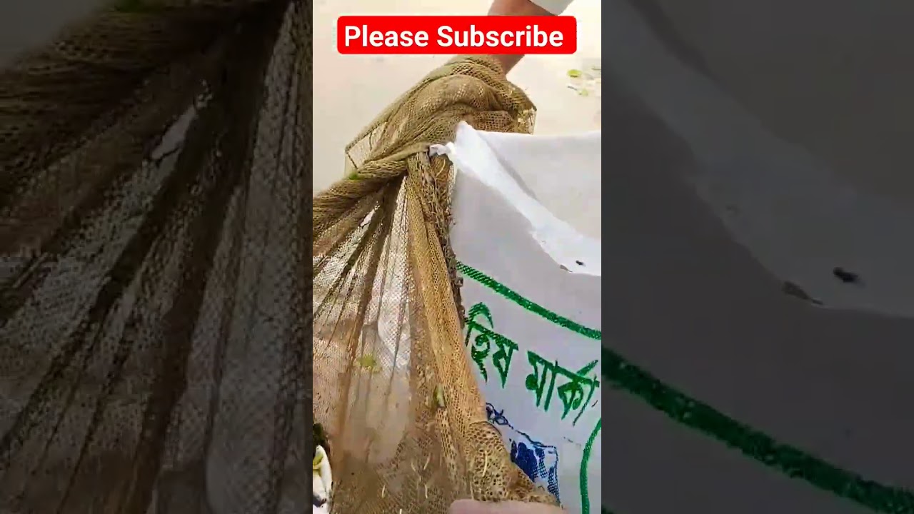 Today Best Net Fishing Video | Village Fishing Video #netfishing #fishing#newfishingvideo#trending