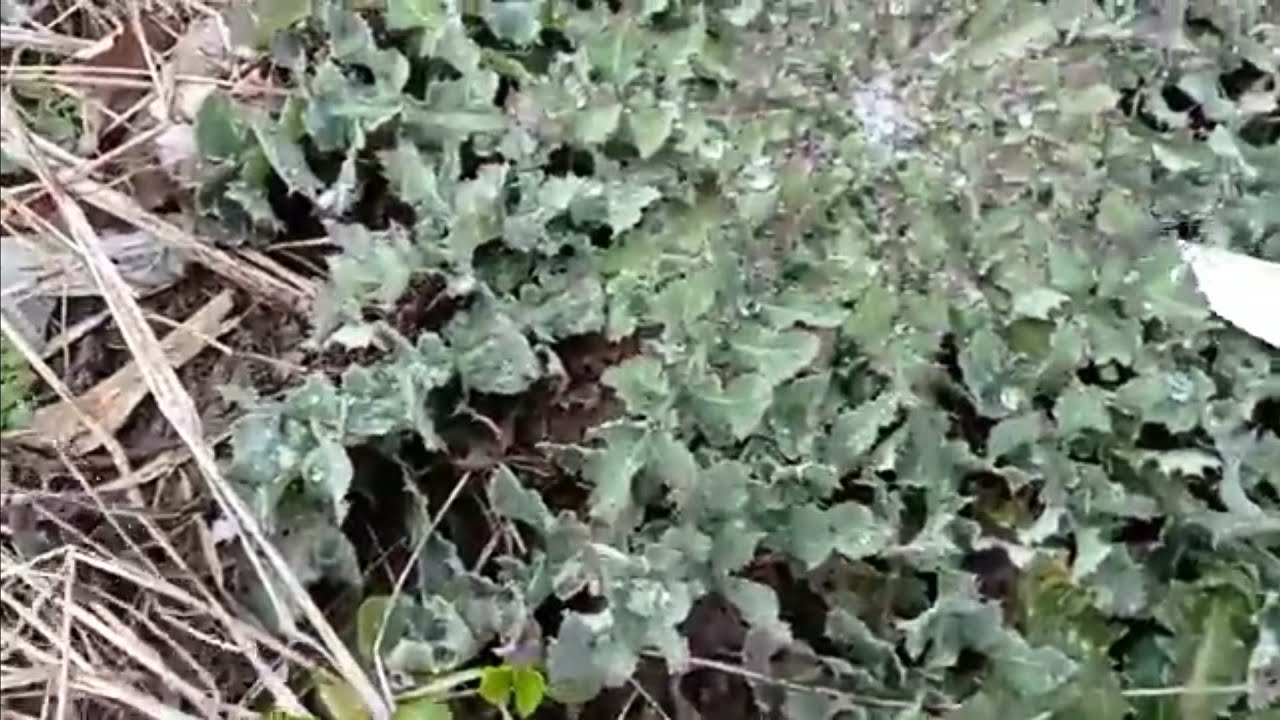 gelincik salatası sütlü ot kavurması. tam bir şifa kaynağı nefis oldu 😋👍