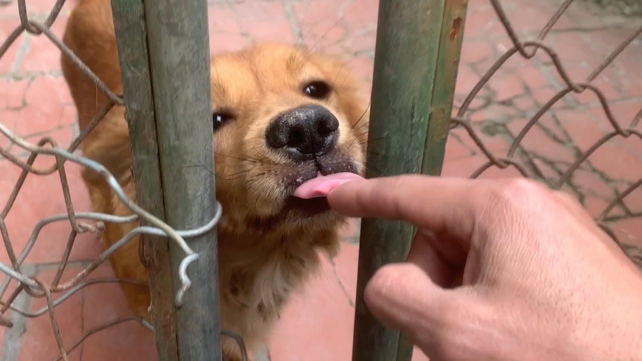 Cập Nhật Nuôi Ốc Sên Hoa Làm Thú Cưng Sau 3 Ngày, Thỏ Lại Đẻ