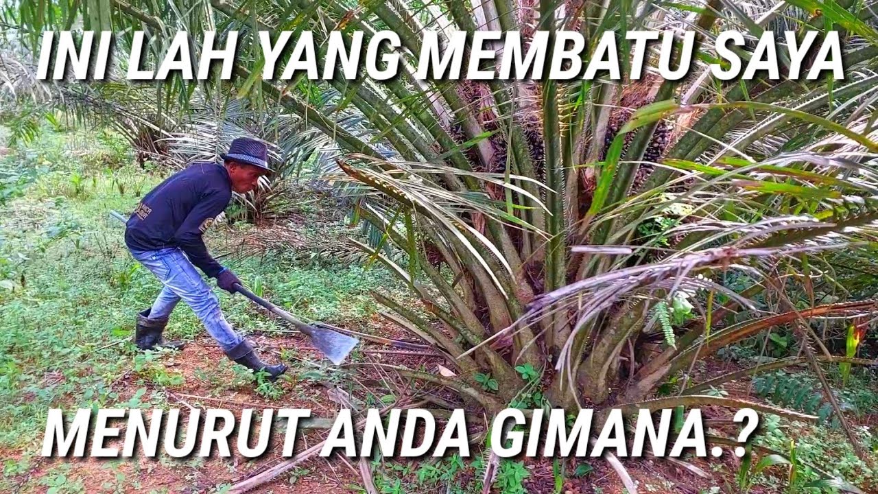 inilah yang mambantu saya panen sawit dodos kemel king dodos paling tajam kerja jadi cepat dan mudah