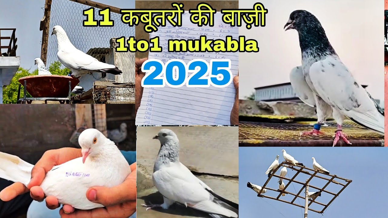 11 कबूतरों की बाजी 1 to 1 mukabla. orai .2025