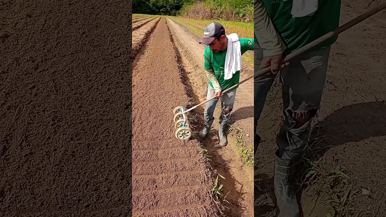 plantando coentro do começo até o fim - uma forma bem prática e rápida vem conhecer.