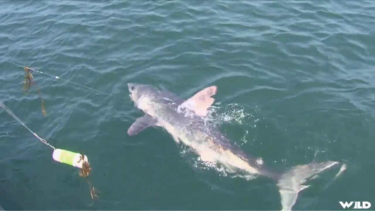 Fishing For Porbeagle Shark