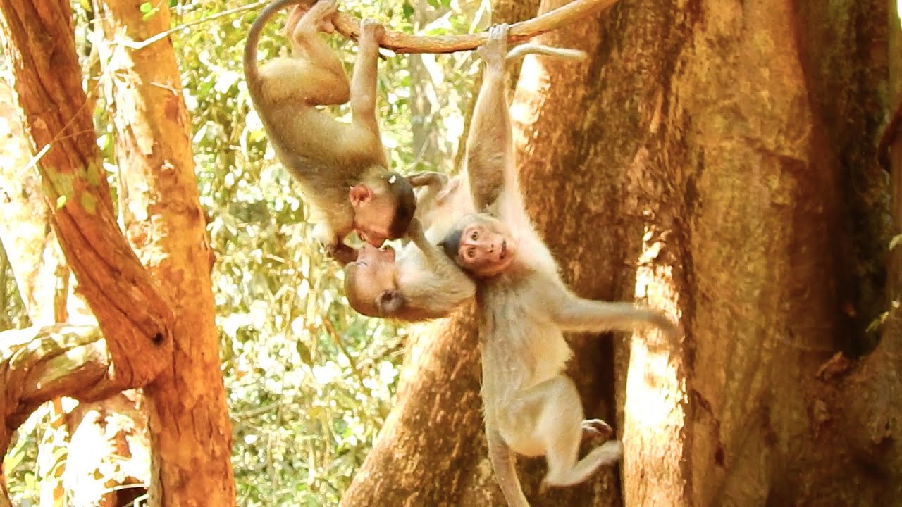 So funny with mom Rose and little Rex, Rose and Rex make funny with playful in group.