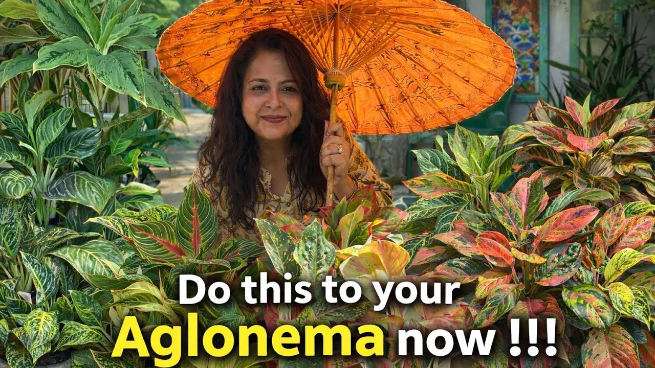 Aglaonema  Care for Stress-Free Winter॥सर्दियो में एग्लोनेमा को ख़राब होने से बचाने की तरकीब 