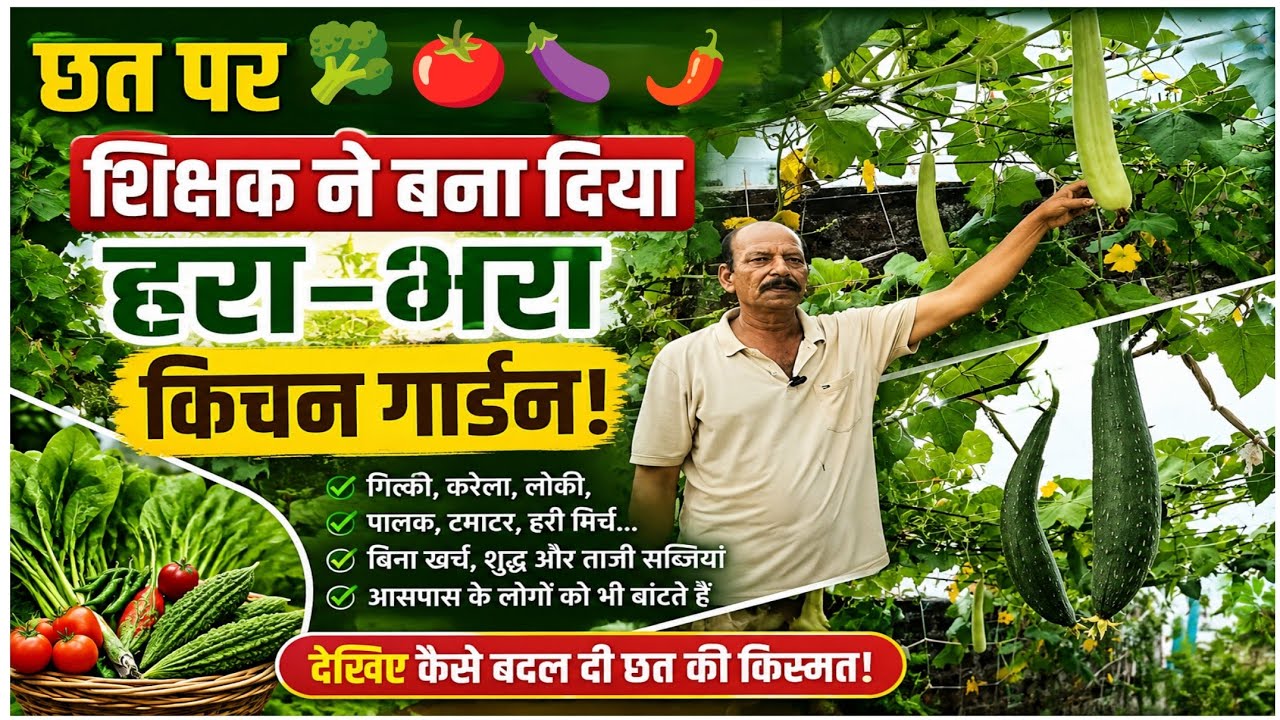 देखिए, छत पर कैसा खिला हरा-भरा किचन गार्डन | सब्जियां देखकर हैरान रह जाओंगे 