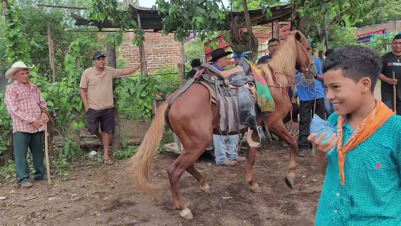 Caballos y Potrancas En El Tránsito San Miguel El Salvador On 15/06/2023