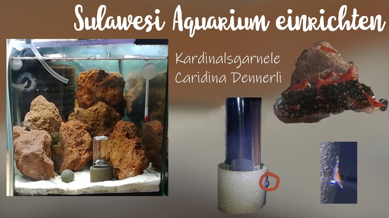 Kardinalsgarnelen Sulawesi Aquarium Set Up - Caridina Dennerli - Aquarium einrichten