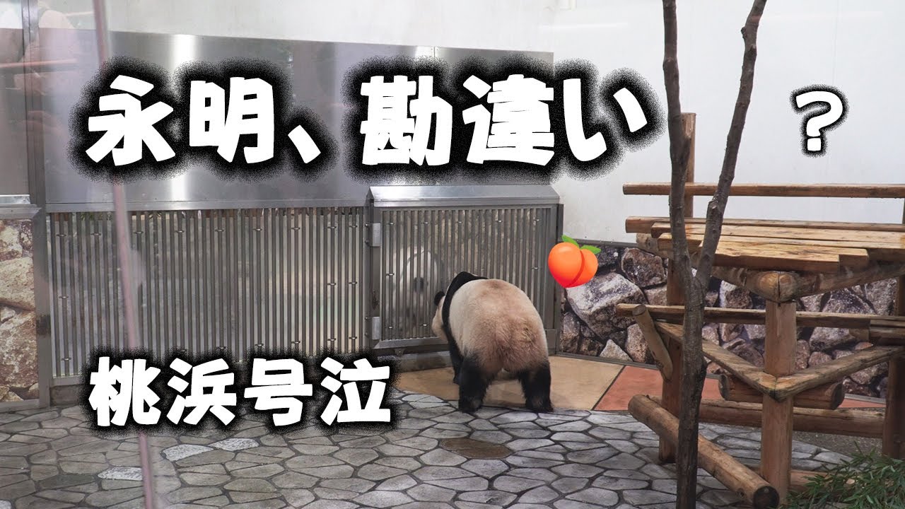 桃浜ギャン泣きで答える！、 永明が、良浜と間違ってる？、いくら美パンダでもダメだよ、勘違いパパの面会で嬉し鳴き