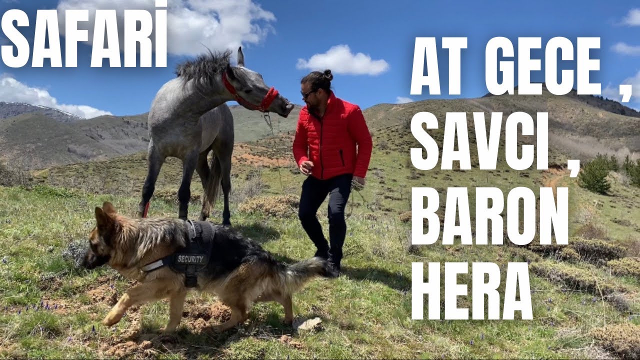 SAFARİ AT GECE VE SAVCI , KURT HERA , ANADOLU ASLANI BARON