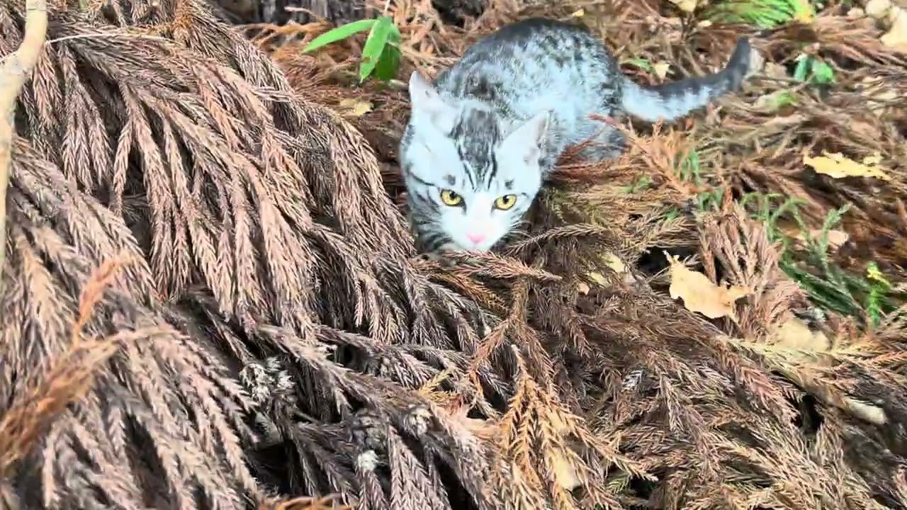 【ASMR】🐱 Cat Walking on Dry Leaves 🍂 Satisfying Nature Sounds