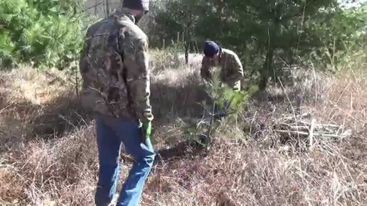 Transplanting  White Pine Trees With King of Spades