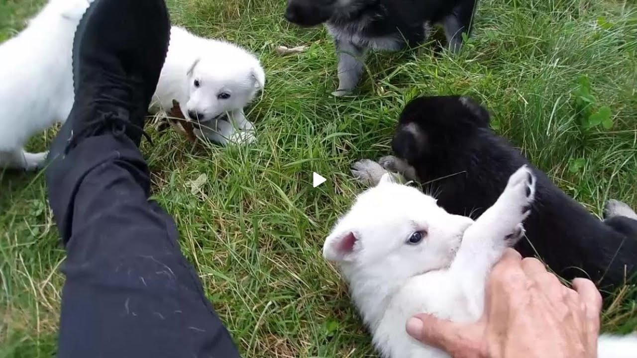 Park Adventure #2 :  11 B&W German Shepherd Puppies 4-weeks-old