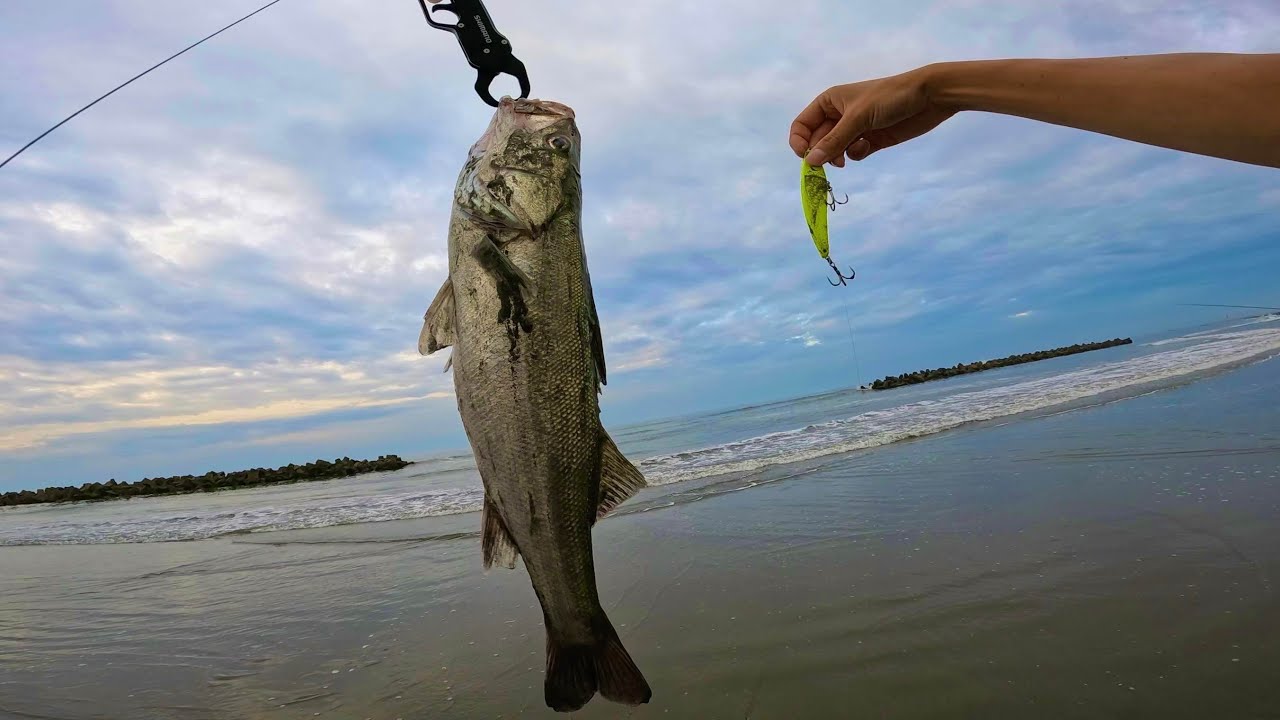 【 九十九里浜 シーバス 】 リンバー　Kujukuri surf　Sea bass　2024.7.31 #fishing